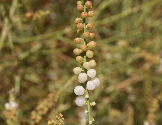 Ochradenus baccatus fruits