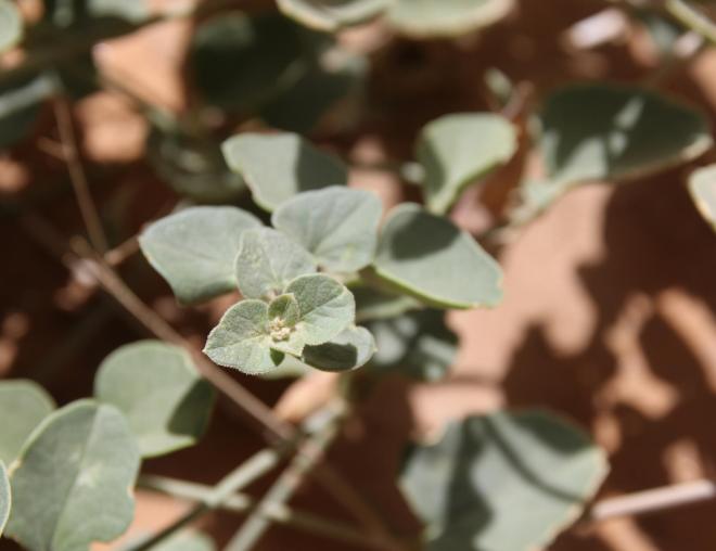 Commicarpus helenae leaves