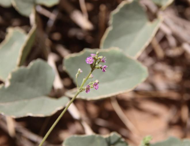 Commicarpus helenae flower and leaves