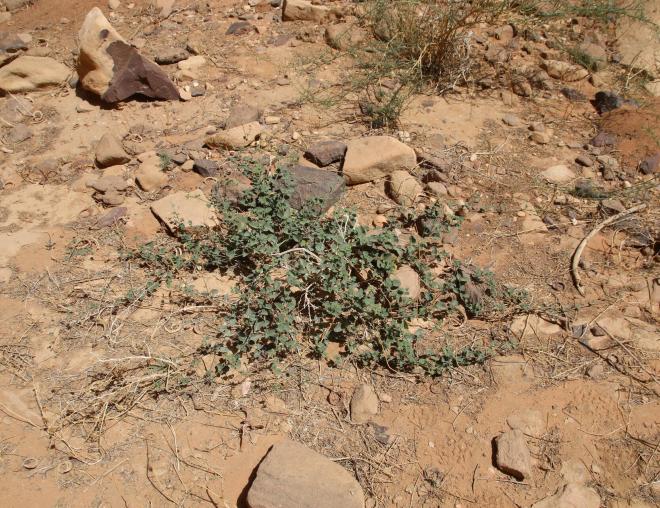 Whole plant