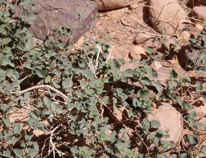 Commicarpus helenae leaves