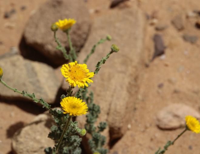 Pulicaria incisa flowers