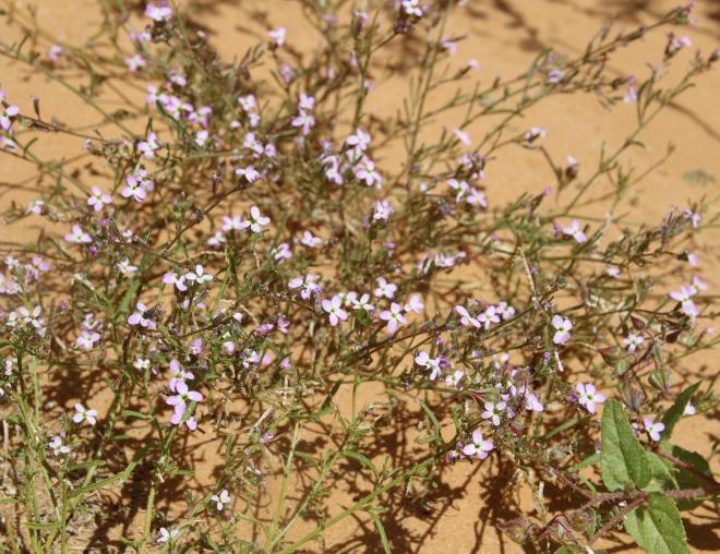 Whole plant