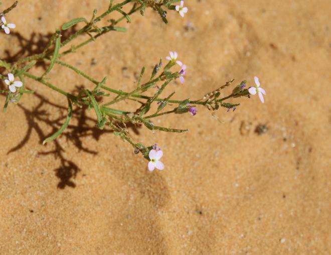 Eremobium aegyptiacum flowers
