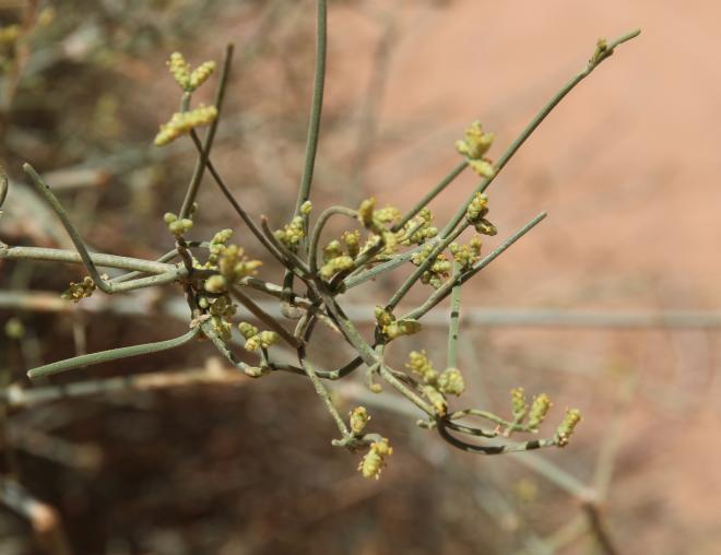 Ephedra ciliata flower
