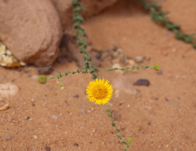 Pulicaria incisa flowers