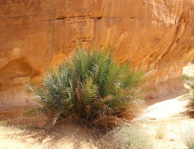 Whole plant