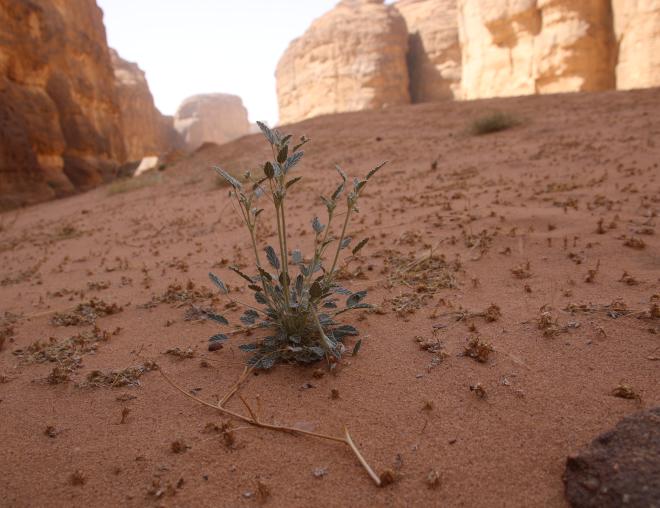 Whole plant