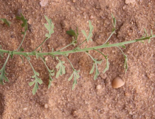 Eschenbachia stricta leaves