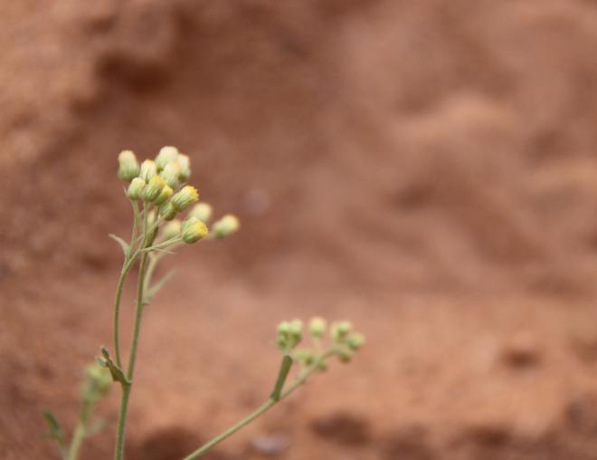 Eschenbachia stricta flowers