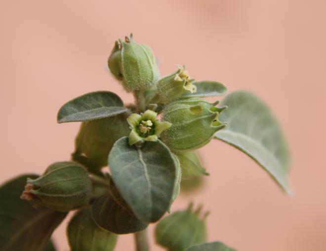 Withania somnifera flower