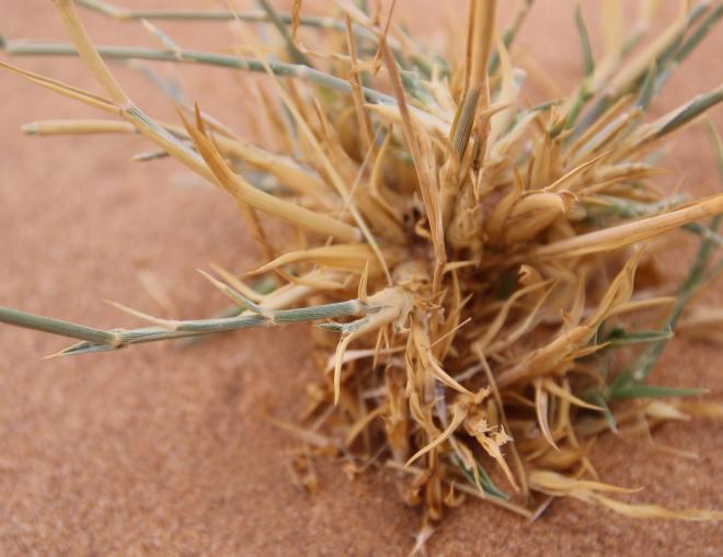 Centropodia forskaolii leaves