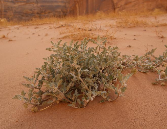 Whole plant