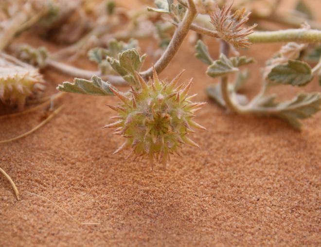Neurada procumbens fruit