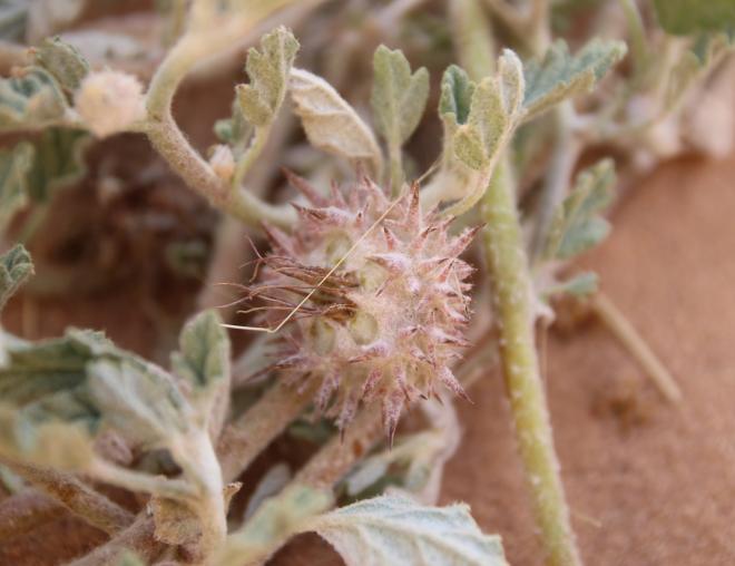 Neurada procumbens fruit