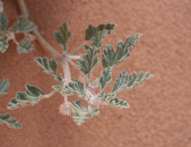 Neurada procumbens leaves