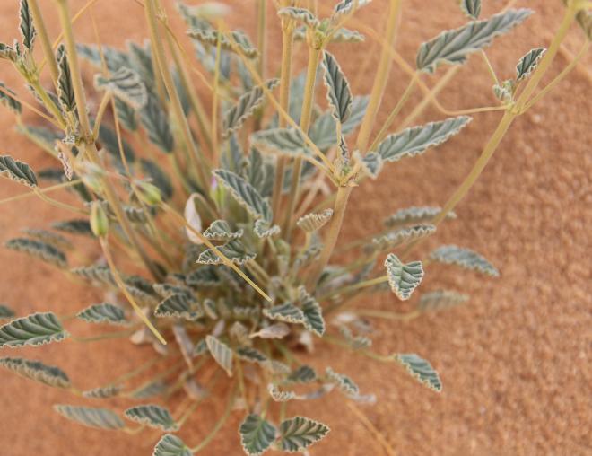 Monsonia nivea leaves