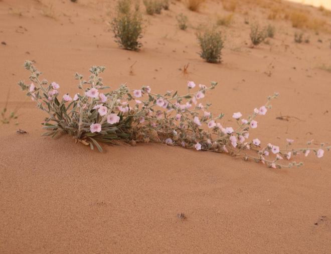 Whole plant