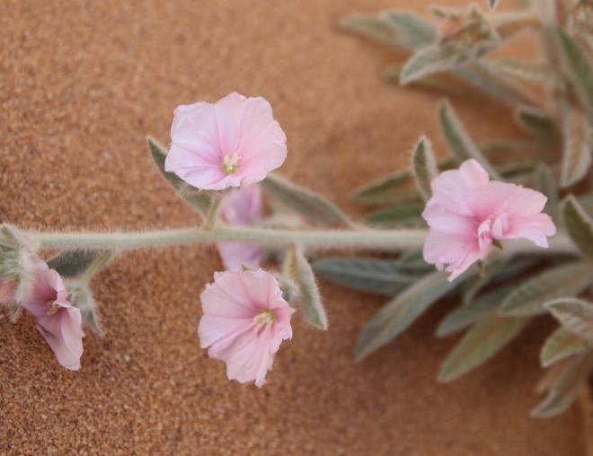 Convolvulus spicatus flowers