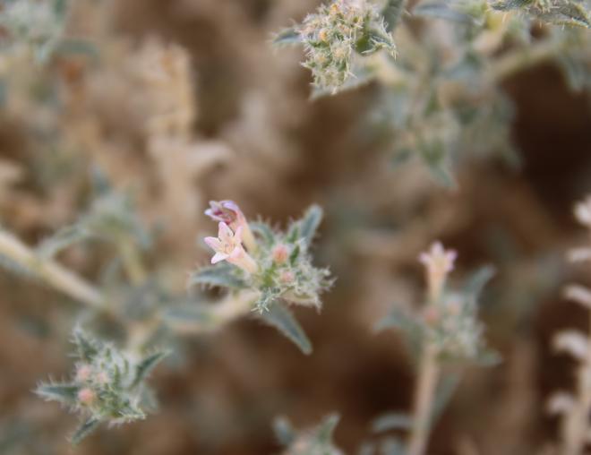 Moltkiopsis ciliata flower