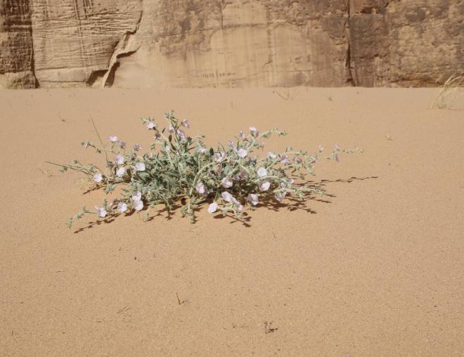 Convolvulus spicatus on a sand dune