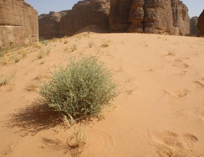 Heliotropium digynum on a sand dune