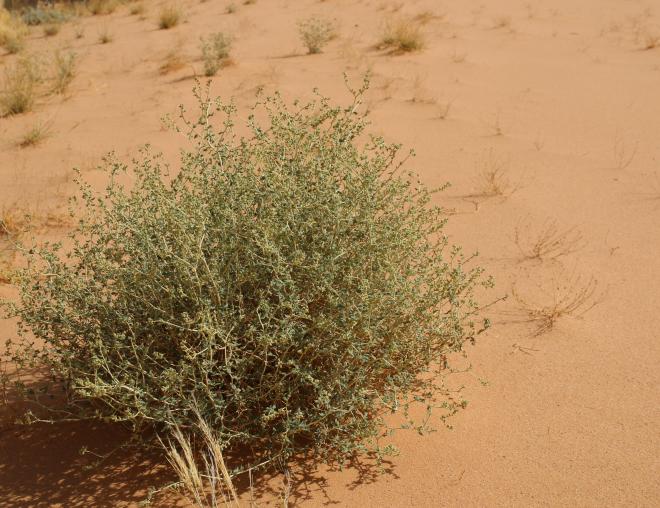 Whole plant