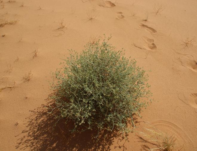 Whole plant