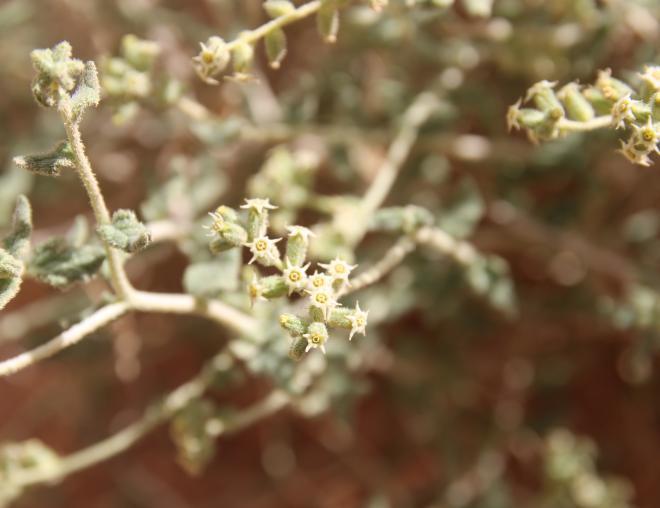 Heliotropium digynum flowers