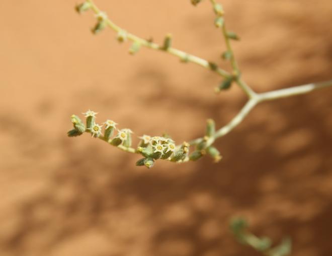 Heliotropium digynum flowers