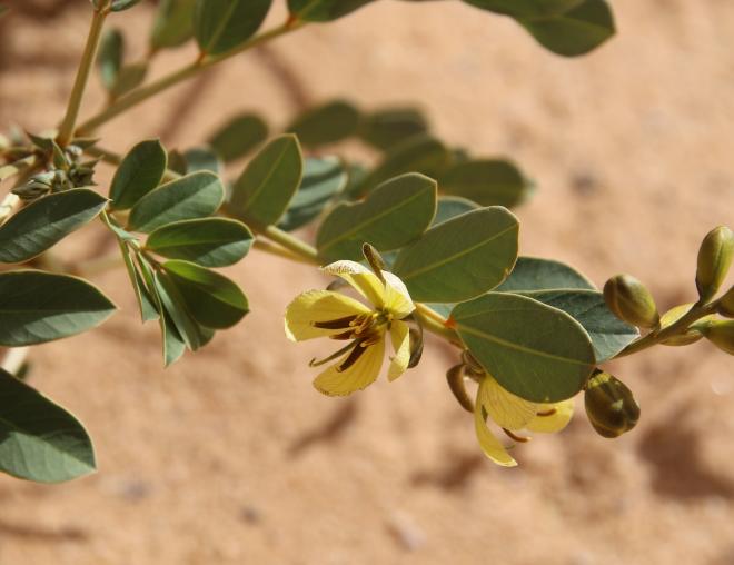 Senna italica flower