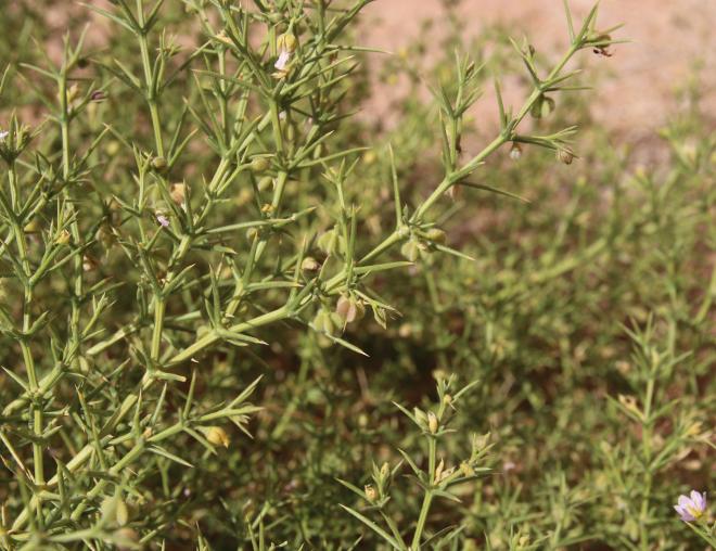 Zygophyllum arabicum fruits
