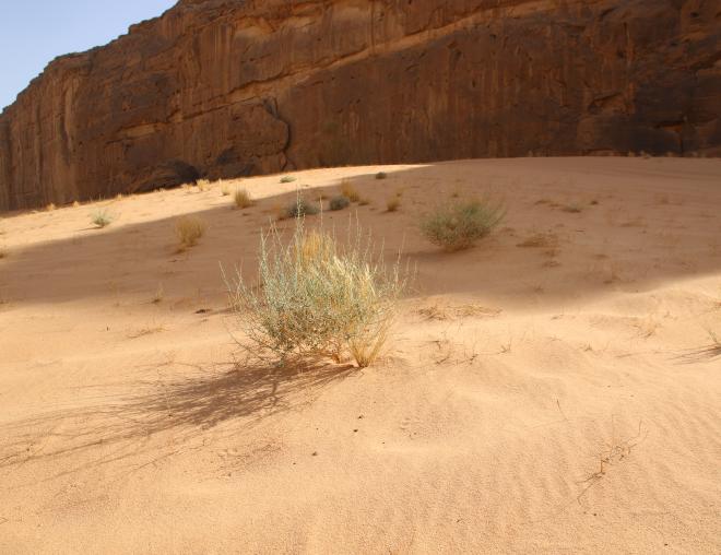 Scrophularia hypericifolia on a Sand dune
