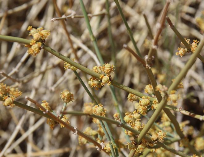 Ephedra alata flowers