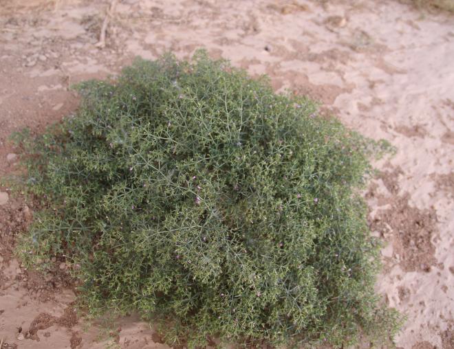Whole plant