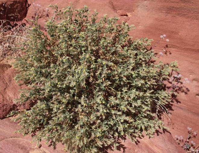 Whole plant