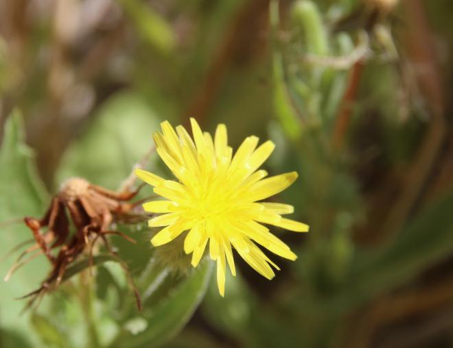 Urospermum picroides flower