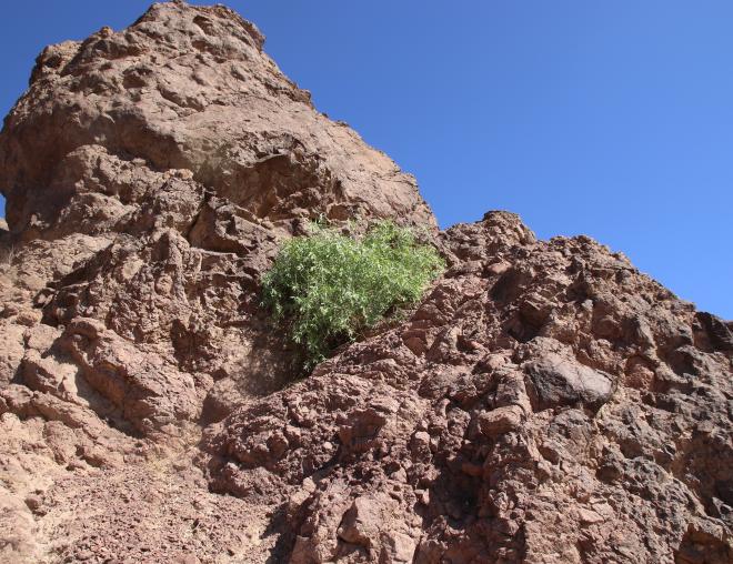 Whole plant