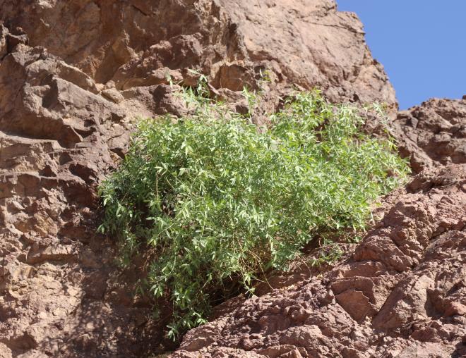 Whole plant