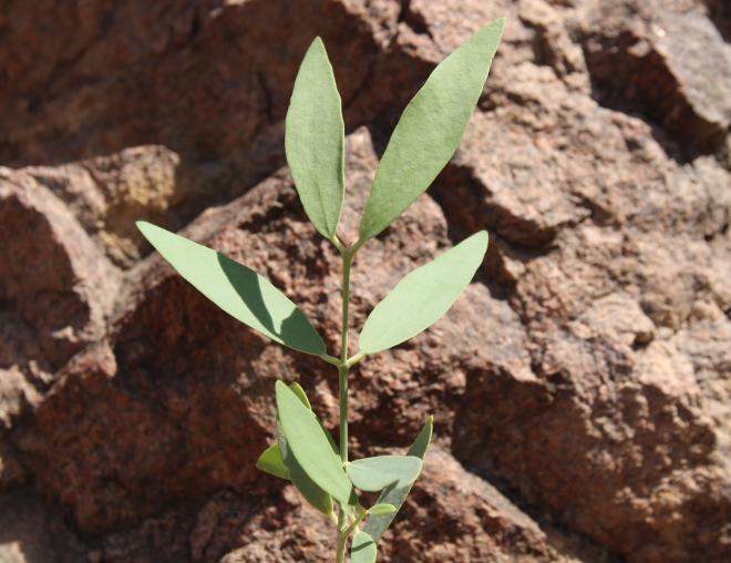 Salvadora persica leaves