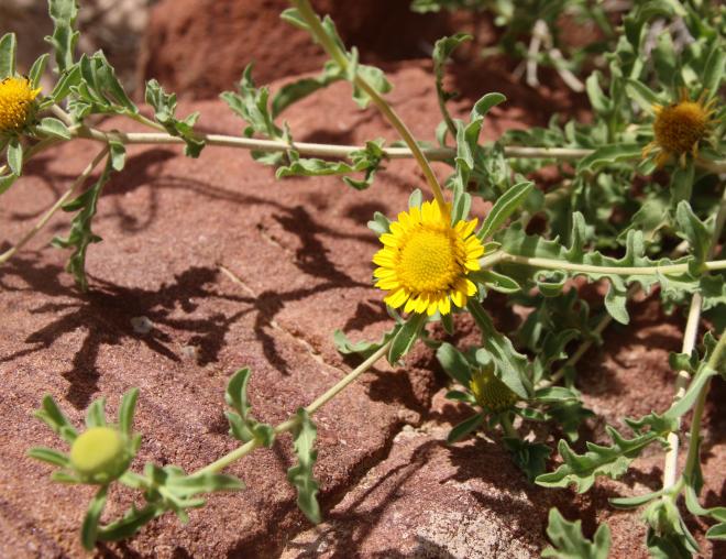 Asteriscus graveolens flower and leaves