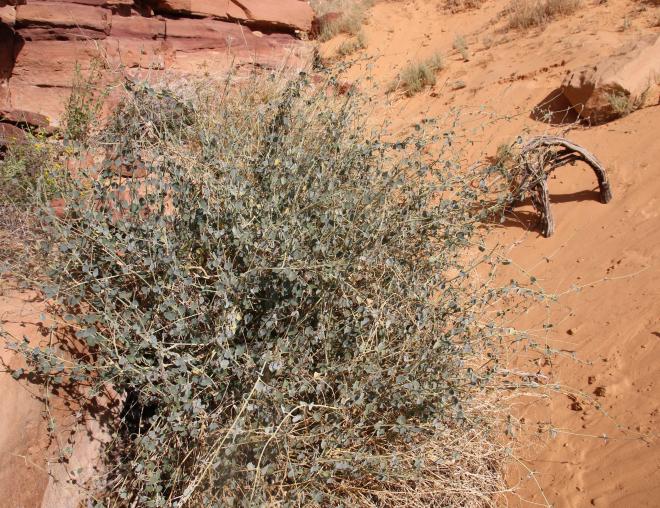 Whole plant