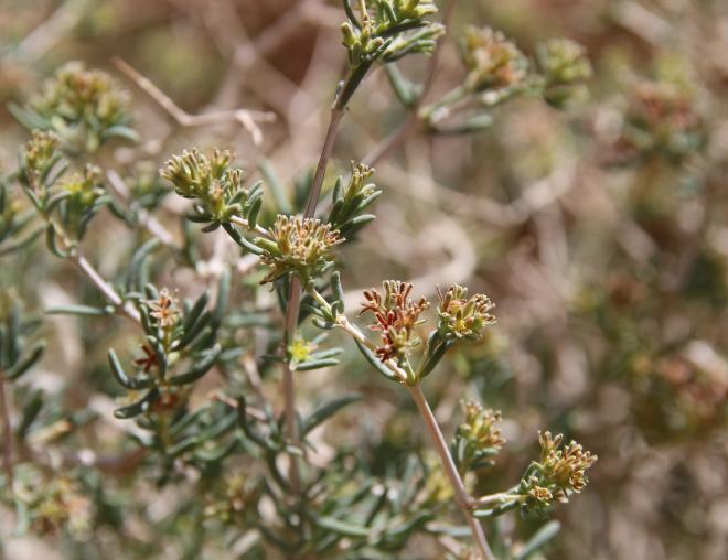 Gymnocarpos decander flower