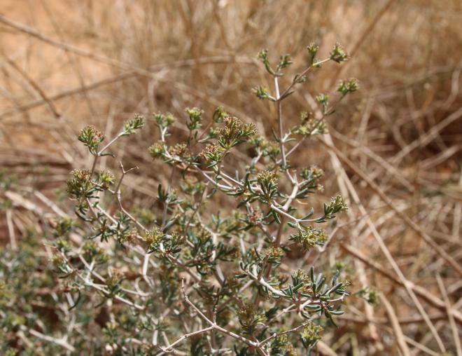 Gymnocarpos decander flowers and leaves