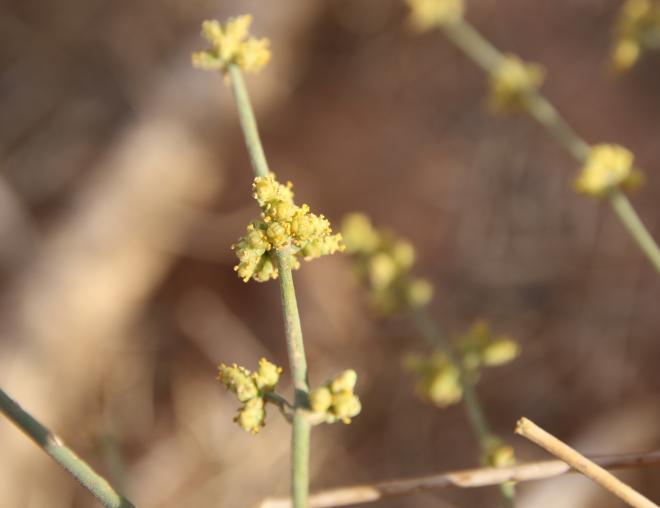 Ephedra ciliata flower