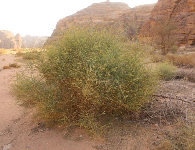 Whole plant