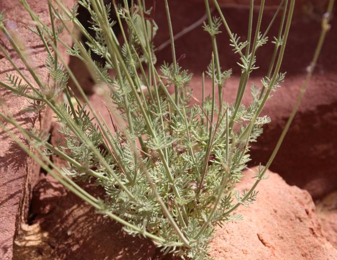 Lavandula coronopifolia leaves