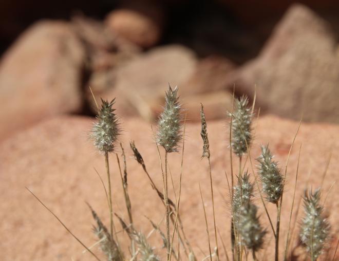 Enneapogon desvauxii fruits