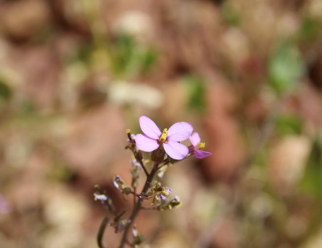 Diplotaxis acris