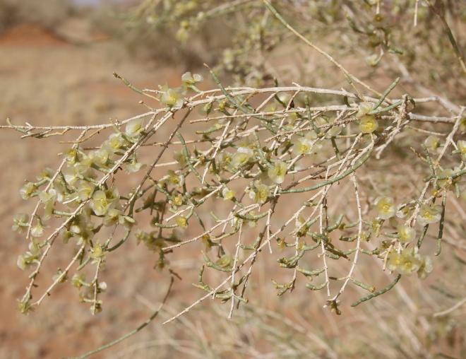 Haloxylon persicum fruits